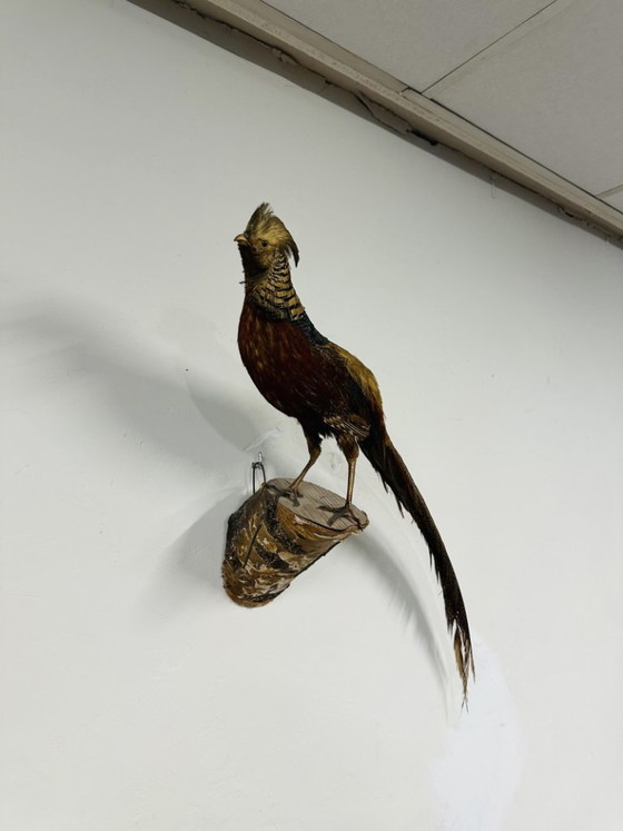 Antique stuffed Golden Pheasant Rooster – Decorative Objects, Wood, Other (photo 3 of 14)