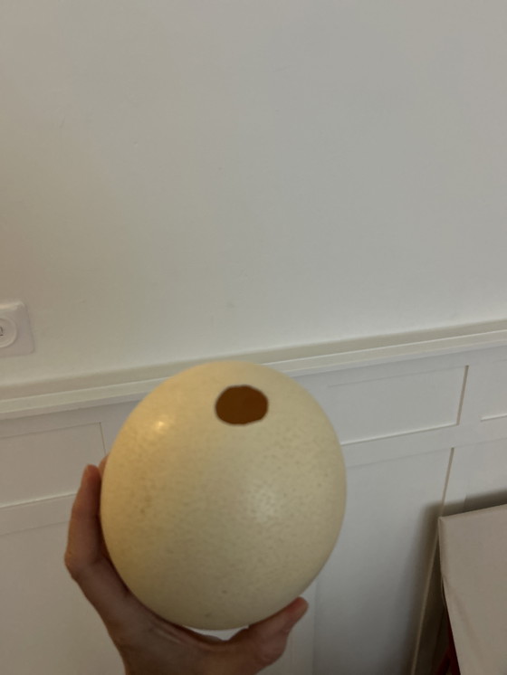 Image 1 of 10 perfekte Straußeneier 7 xl weiß, 3 l schwarz