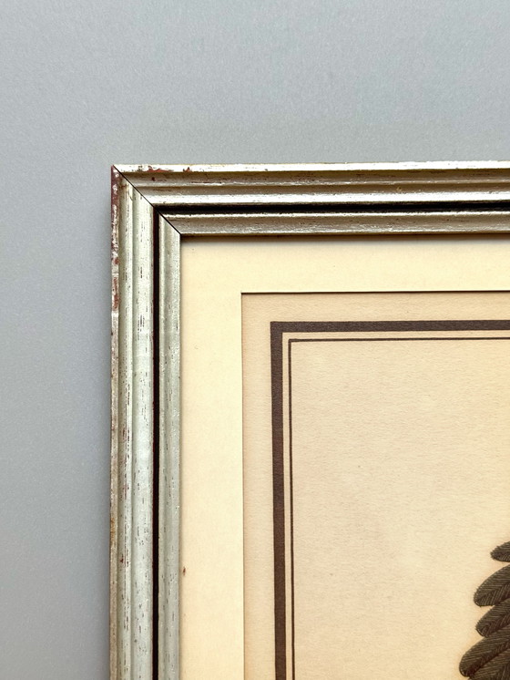 Image 1 of Lithographie ornithologique ancienne, Georges-Louis Leclerc, années 1920, imprimée par Weissenbruch S.A.