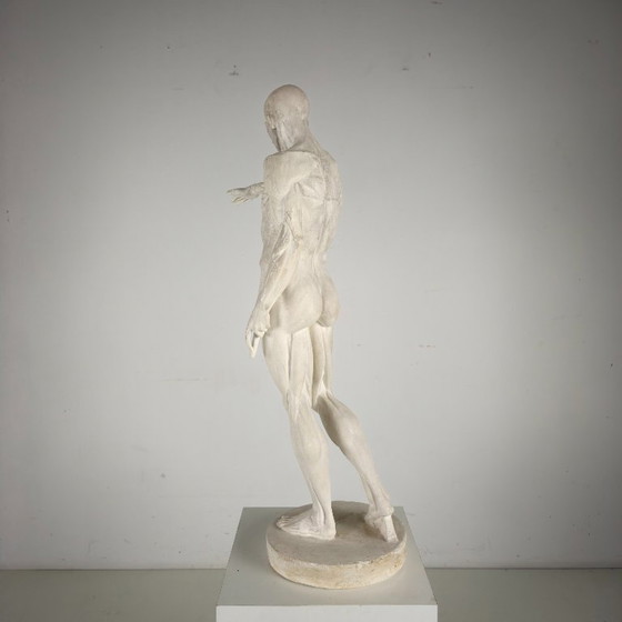 Image 1 of Modello anatomico Écorché – Scultura in gesso