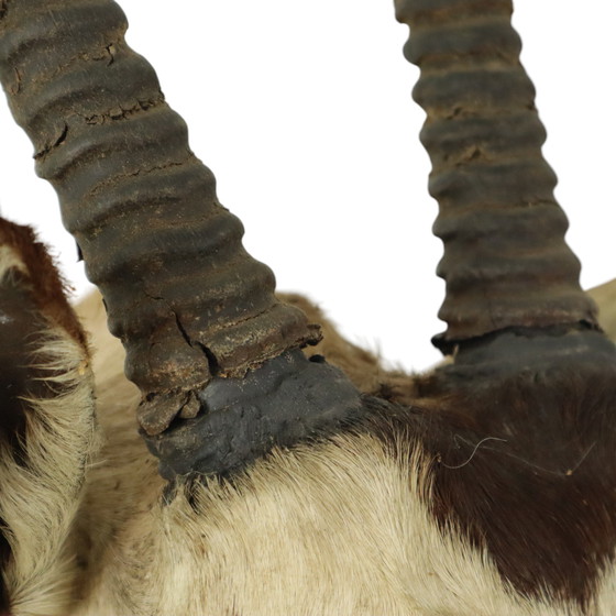 Image 1 of Taxidermie de l'antilope Oryx montée Gemsbok