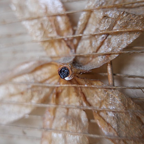 Image 1 of Grande lampe vintage années 70 design 1970 style ACCOLAY bois metal tissu