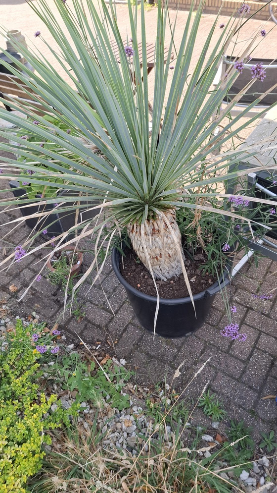 Image 1 of yuca in vaso