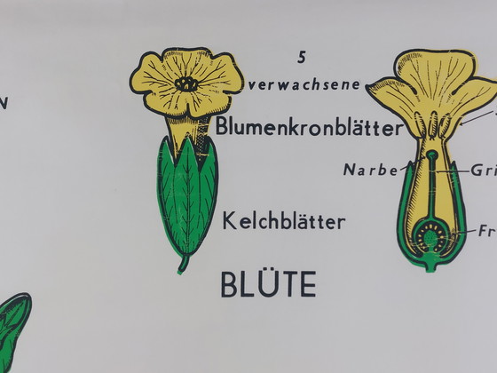 Image 1 of Vintage roll-up map, teaching aid, biology, primrose, wall map, botany