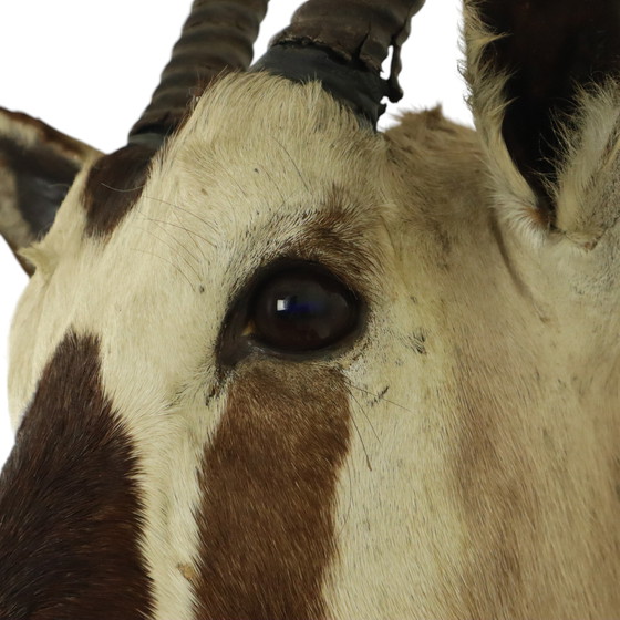 Image 1 of Taxidermie de l'antilope Oryx montée Gemsbok