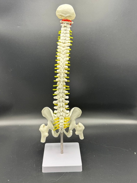Image 1 of anatomical model / spine