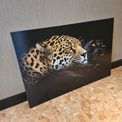 Ebenholz und Elfenbein, Panther Krebs Mat Aluminium – fotografie, Paper