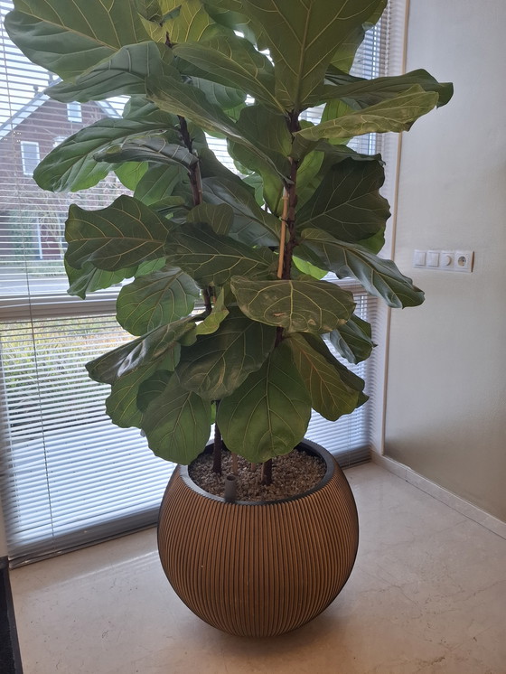 Image 1 of Pot Capi Groove, noir et or, 48 cm de haut et 63 cm de large