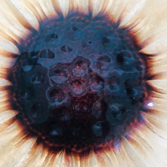 Image 1 of Plato con forma de girasol en vidrio moldeado y prensado, circa 1960.