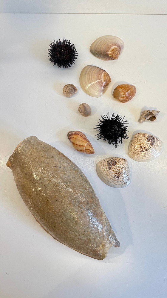 Image 1 of Seashell collection