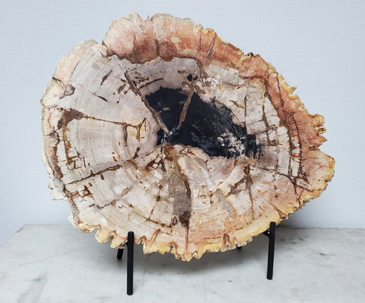 Sezione o fetta di legno pietrificato e fossilizzato sul suo supporto (rif. 3963)