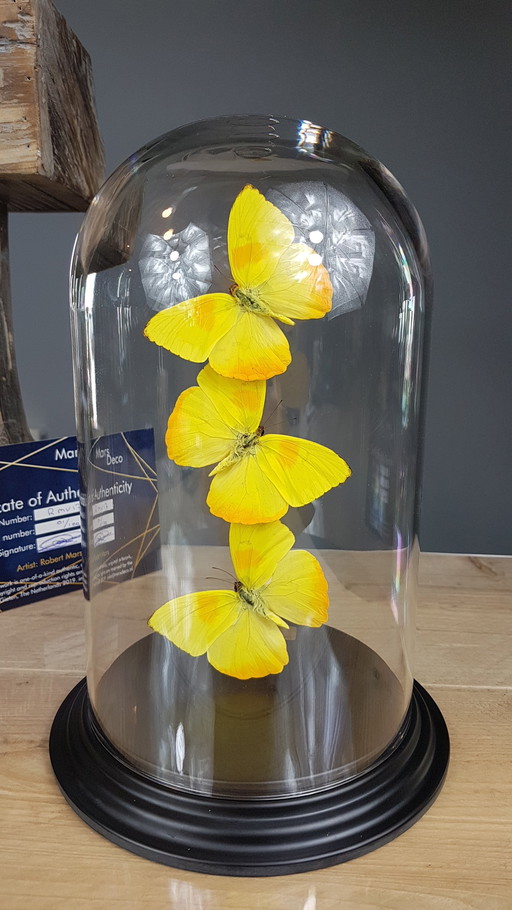 Véritables papillons montés sous dôme de verre - Edition limitée