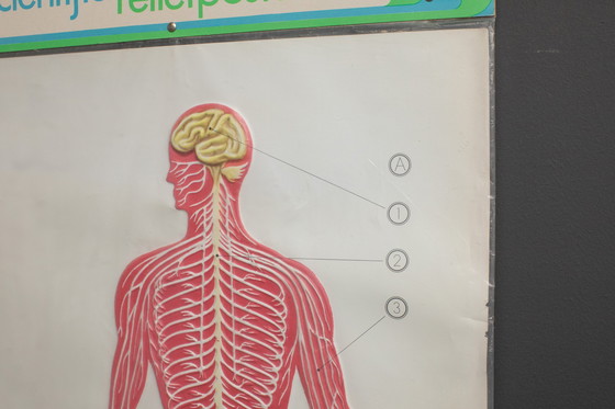 Image 1 of Reliefposters Nova Rico Florence Italy Scientific - Man