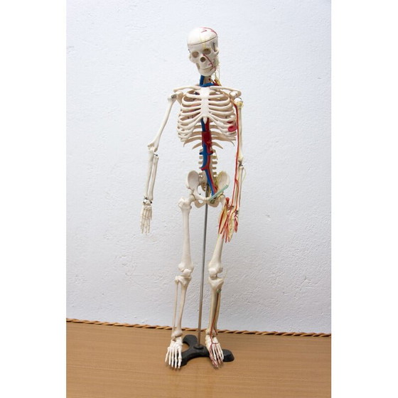 Image 1 of Vintage plastic human skeleton, Czechoslovakia 1960