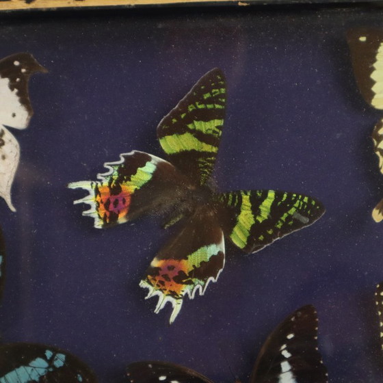 Framed Tropical Butterflies Taxidermy Insect Display, Decorative Objects, Glass, Wood, Multi Color (photo 6 of 10)