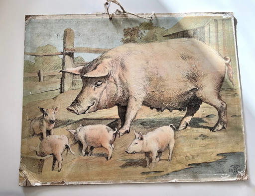 Illustrazione di un antico grafico scolastico, fronte-retro, pecora/agnello e maiale/maialino, litografia, vita in fattoria, sha