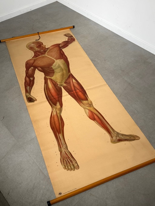 Vintage School Board "Muscle of Man", Germany, 1950s – schilderijen tekeningen, Wood (photo 2 of 5)