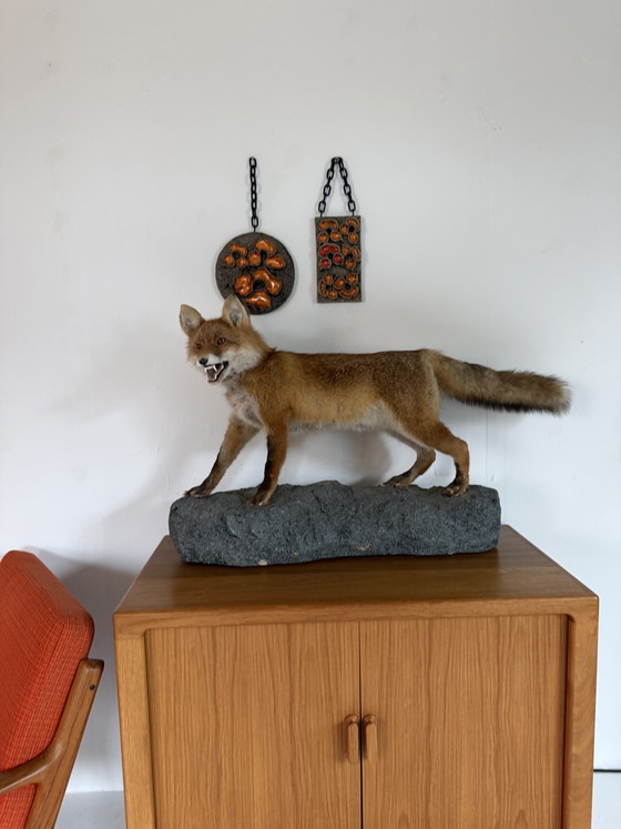 Taxidermie d'un renard empaillé '00 – Objets déco, Plastic (photo 2 of 8)
