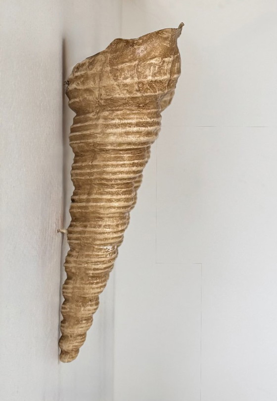 Image 1 of Coppia di applique da parete vintage a forma di conchiglia, in fibra di vetro beige, Francia 1960