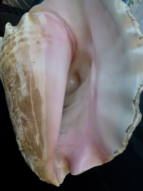 Image 1 of Aliger Gigas grande - Conca regina, appartenente alla famiglia Strombidae.