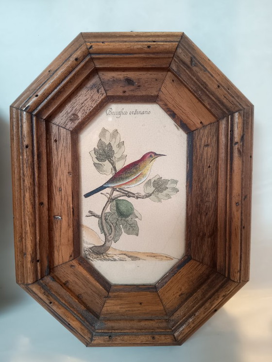 Image 1 of Exposition italienne d'une fauvette mélodieuse et d'un serin d'Europe.