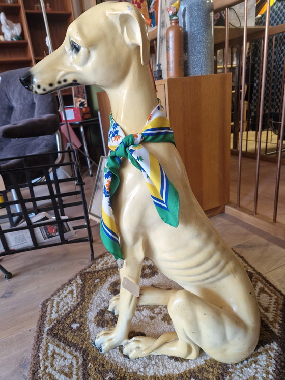 Image 1 of Bassano Greyhound