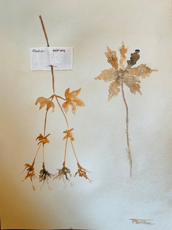 Image 1 of Signed watercolor painting from the Herbiers collection in trompe l'oeil