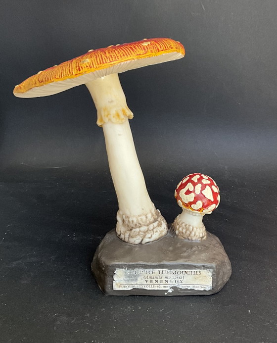Image 1 of Vintage Deyrolle Vliegenzwam Paddestoel Model – Amanita Muscaria