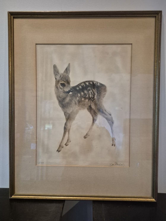 Original Color Etching "Stehendes Rehkitz" – Kurt Meyer-Eberhardt – Limited Edition 31/50 (Hand-signed) (photo 4 of 5)
