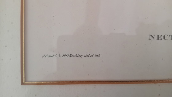 Image 1 of John Gould, Nectarinia Gouldiae