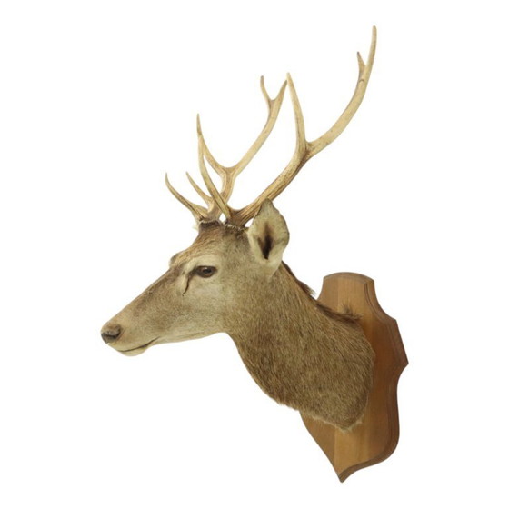 Image 1 of Tête de cerf montée cerf rouge avec bois