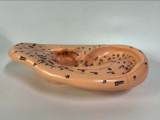 Image 1 of Ohrmodell-Akupunktur