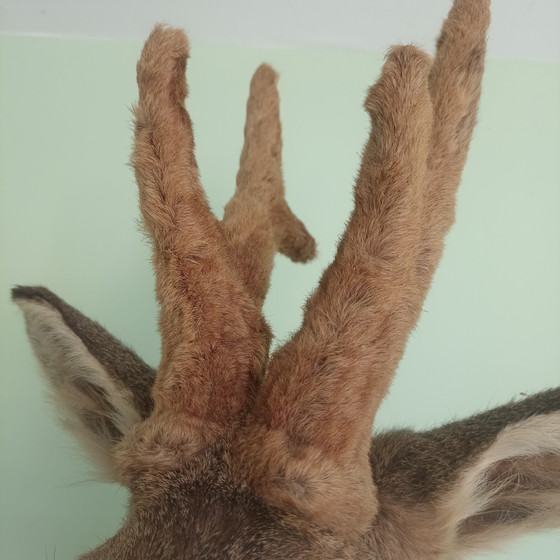 Taxidermie: Prachtige Opgezette Reebok (Zeseinder) In Zomervacht Met Velvet Gewei.60 cm hoogte! (photo 5 of 10)