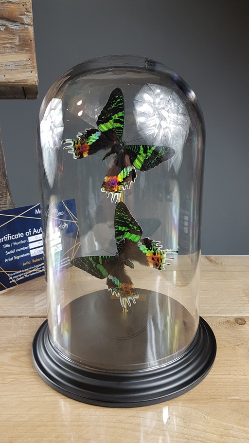 Véritables papillons de nuit montés sous un dôme en verre - Édition limitée