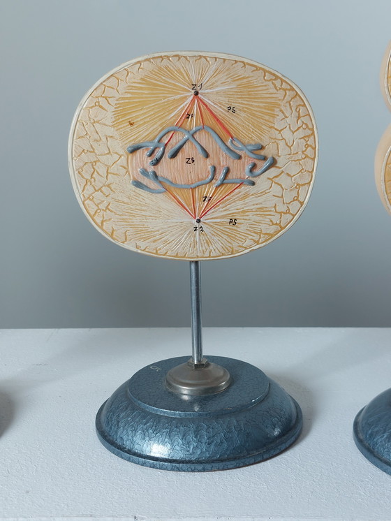 Image 1 of Vecchio modello didattico Divisione cellulare Mitosi Ausilio didattico di biologia Metallo Plastica