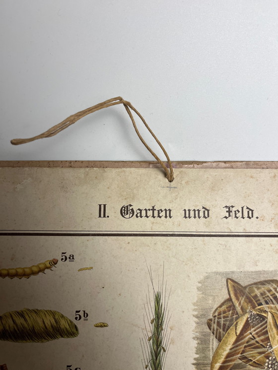 Image 1 of Pannello didattico, pannello scolastico, pannello espositivo, litografia, probabilmente intorno al 1900 - 64 cm