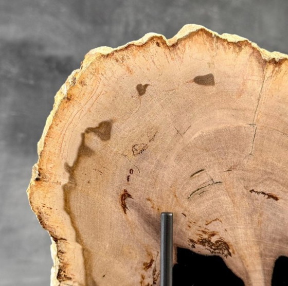 Image 1 of Magnifique pièce de bois pétrifié sur un support sur mesure BS-9