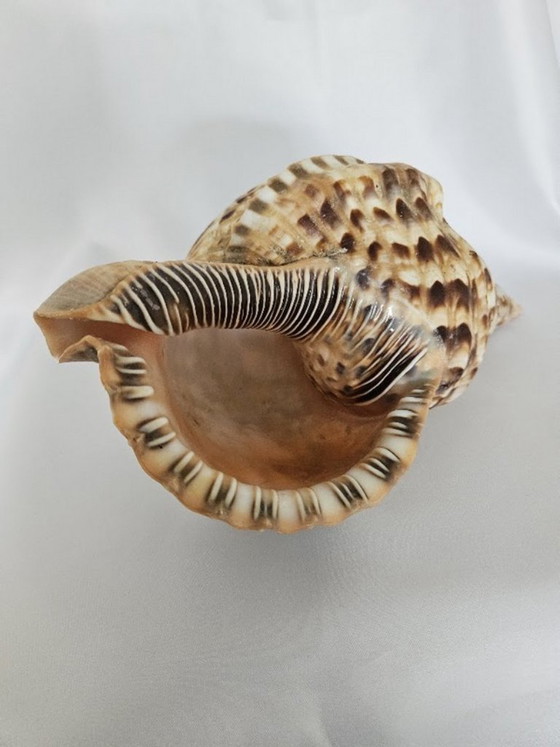 Spectacular Giant Triton's Horn Shell (29 cm) – Luxury Maritime Collector's Item (Pre-CITES) (photo 2 of 10)
