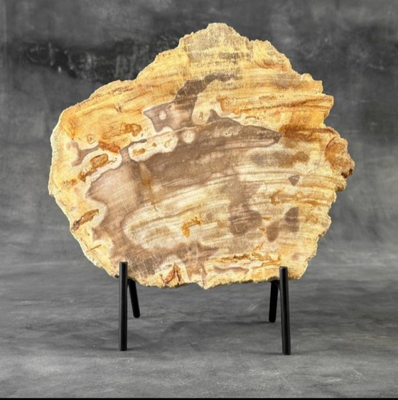 Image 1 of Madera fosilizada de Sooka, estándar a medida (nuevo)
