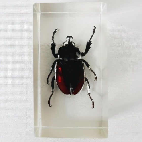 Image 1 of Vintage resin insect set rhinoceros beetle stag beetle paperweight resin 1980s