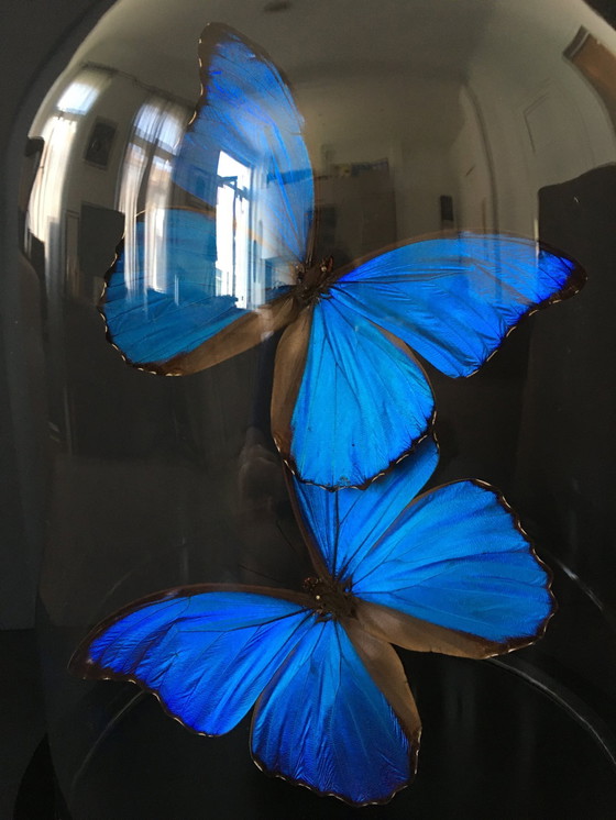 Image 1 of Morpho Didius • Géant Bleu • Cloche en Verre • Pérou • 2020