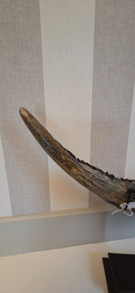 Image 1 of Large carved buffalo horn on a base (ref 4168)