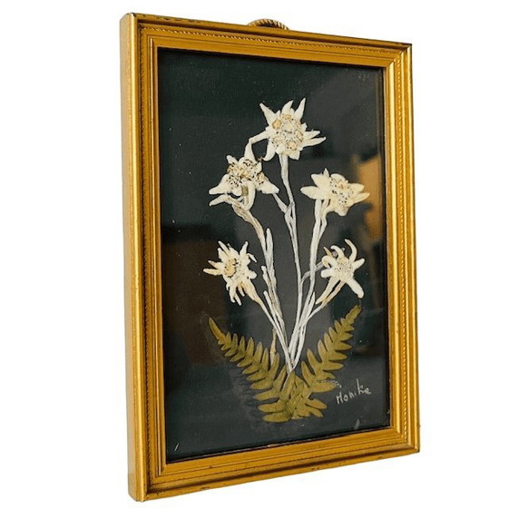 Image 1 of Vintage schilderij met gedroogde bloemen uit het midden van de vorige eeuw, Edelweiss, jaren 50