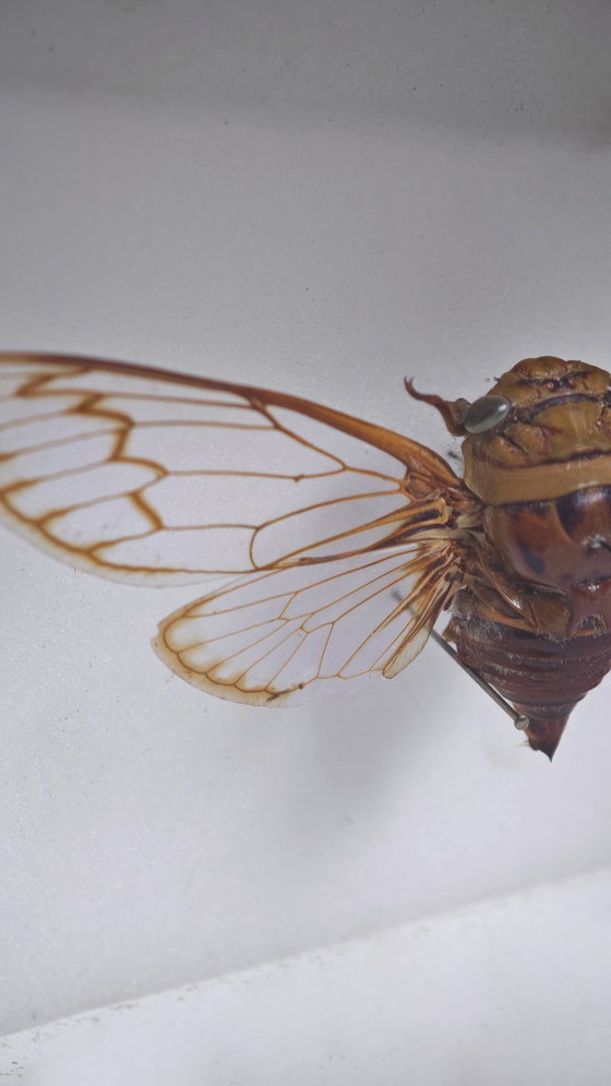 Image 1 of Large Cicada from Brazil Mounted Insect / Natural History Collector's Item 1986