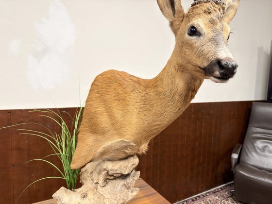 Capriolo impagliato su Legno – Oggetti decorativi, Altro (photo 6 of 8)