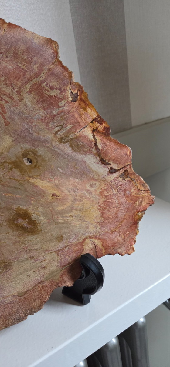 Image 1 of Versteinerter Holzbecher oder -scheibe (Ref. 4058 pers)