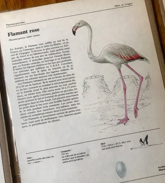 Image 1 of Vintage European bird illustrations