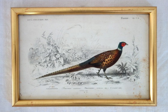 Image 1 of 5 incisioni antiche di uccelli incorniciate