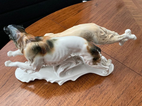 Image 1 of Bellissimi levrieri contrassegnati