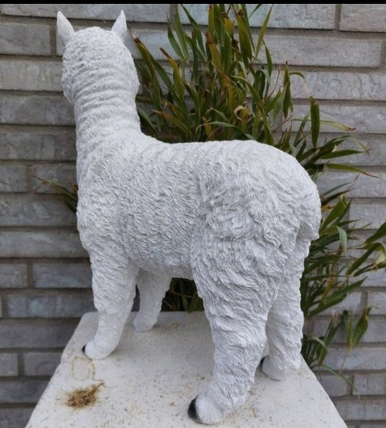 Image 1 of alpaga joyeux